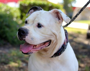American Bulldog Dogs for adoption in El Cajon, CA, USA
