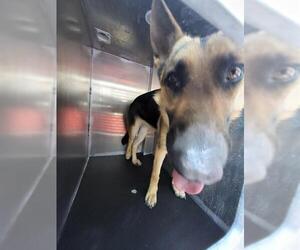 German Shepherd Dog Dogs for adoption in San Antonio, TX, USA
