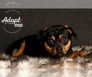 Chug Dogs for adoption in Salt Lake City, UT, USA