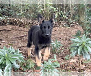 German Shepherd Dog Dogs for adoption in Seattle, WA, USA