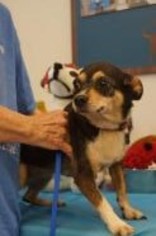 Chihuahua-Unknown Mix Dogs for adoption in Evans, GA, USA