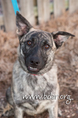 Medium Photo #1 Mutt Puppy For Sale in Cheyenne, WY, USA