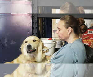 Great Pyrenees-Unknown Mix Dogs for adoption in Stover, MO, USA