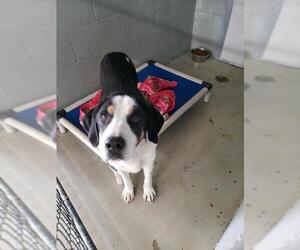 Affenpinscher Dogs for adoption in Camden, TN, USA