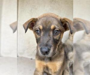 Chow Chow-Unknown Mix Dogs for adoption in Oklahoma City, OK, USA