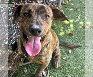 Mutt Dogs for adoption in Hilton Head, SC, USA