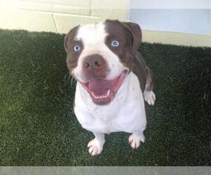 American Bulldog-Unknown Mix Dogs for adoption in Tavares, FL, USA