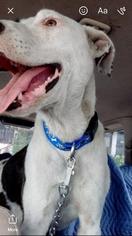 Pointer-Staffordshire Bull Terrier Mix Dogs for adoption in Dana Point, CA, USA