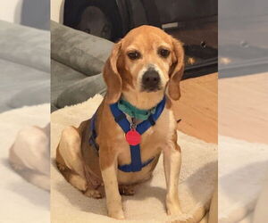 Beagle Dogs for adoption in Greenbelt, MD, USA