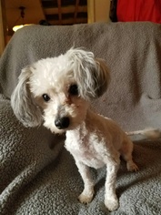 Maltese-Poodle (Toy) Mix Dogs for adoption in Las Vegas, NV, USA