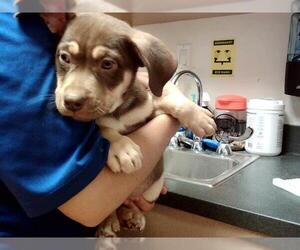 Medium Photo #1 American Pit Bull Terrier-Unknown Mix Puppy For Sale in Martinez, CA, USA