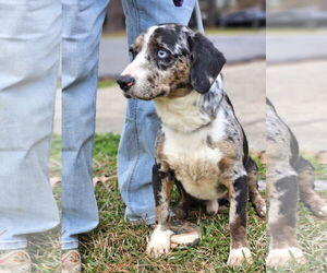 Dachshund-Unknown Mix Dogs for adoption in Wakefield, RI, USA
