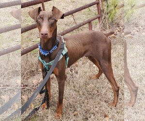 Doberman Pinscher Dogs for adoption in Social Circle, GA, USA
