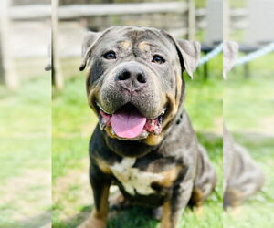 Bullypit Dogs for adoption in Manahawkin, NJ, USA