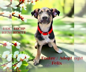 Mutt Dogs for adoption in Menifee, CA, USA