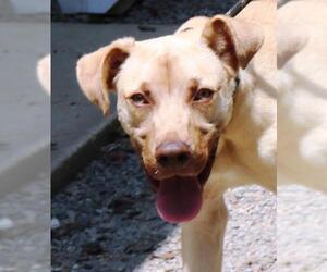 Black and Tan Coonhound-Labrador Retriever-Labrador Retriever Mix Dogs for adoption in Marble, NC, USA