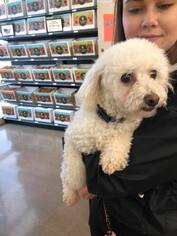 Bichon Frise Dogs for adoption in Bellbrook, OH, USA