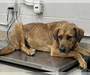 German Shepherd Dog-Unknown Mix Dogs for adoption in Grand Prairie, TX, USA
