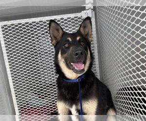 German Shepherd Dog Dogs for adoption in Bakersfield, CA, USA