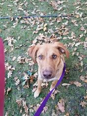 Small Labrador Retriever-Siberian Husky Mix