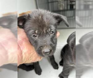 Labrador Retriever-Unknown Mix Dogs for adoption in Houston, TX, USA