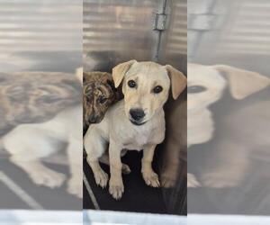Mutt Dogs for adoption in San Antonio, TX, USA