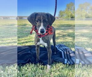 Mountain Cur-Whippet Mix Dogs for adoption in New Orleans, LA, USA