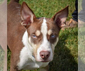 Gerberian Shepsky Dogs for adoption in Huntley, IL, USA