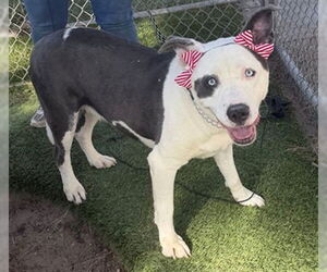 Mutt Dogs for adoption in Downey, CA, USA