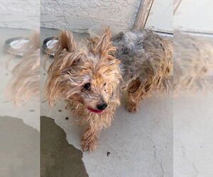 Mutt Dogs for adoption in HESPERIA, CA, USA