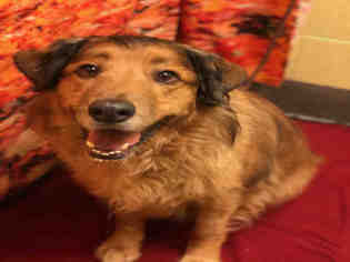 Gollie Dogs for adoption in Forestville, MD, USA