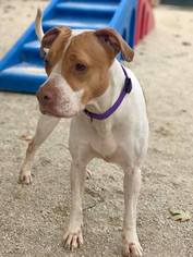 American Pit Bull Terrier-Beagle Mix Dogs for adoption in Lockport, IL, USA