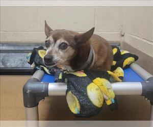 Chihuahua Dogs for adoption in Martinez, CA, USA