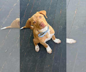 Labrador Retriever-Unknown Mix Dogs for adoption in SHERBURNE, NY, USA