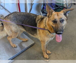 German Shepherd Dog-Unknown Mix Dogs for adoption in Corona, CA, USA