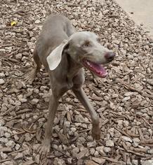 Weimaraner Dogs for adoption in Temple, GA, USA
