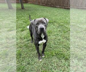 American Pit Bull Terrier-Unknown Mix Dogs for adoption in Plano, TX, USA