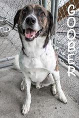 Akita-Labrador Retriever Mix Dogs for adoption in St Helens, OR, USA