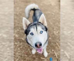 Siberian Husky Dogs for adoption in Seattle, WA, USA