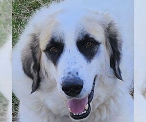 Great Pyrenees Dogs for adoption in Dallas, TX, USA