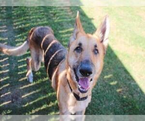 Medium Photo #2 German Shepherd Dog Puppy For Sale in Plano, TX, USA