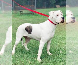 Bulloxer Dogs for adoption in Oxford, MS, USA