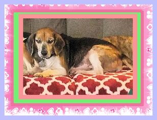 Beagle Dogs for adoption in Genoa City, WI, USA