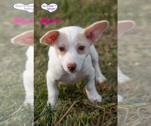 Chiweenie Dogs for adoption in Lee's Summit, MO, USA