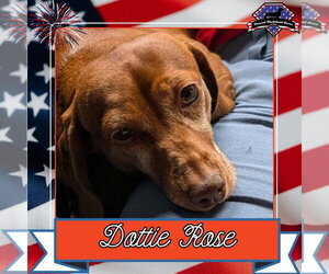 Dachshund Dogs for adoption in San Antonio, TX, USA