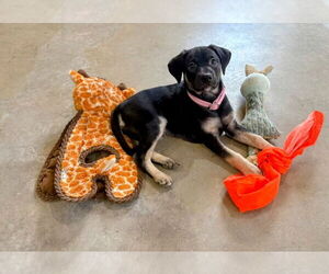 Australian Kelpie-Labrador Retriever Mix Dogs for adoption in Caribou, ME, USA