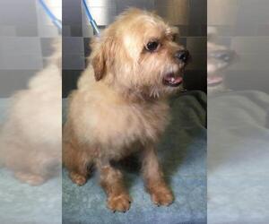 Norfolk Terrier Dogs for adoption in Pawtucket, RI, USA