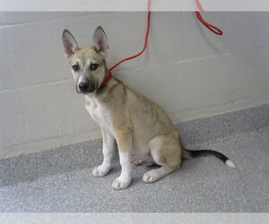 Siberian Husky-Unknown Mix Dogs for adoption in Pasadena, TX, USA
