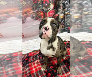 Mutt Dogs for adoption in Bryant, AR, USA