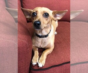 Chiweenie Dogs for adoption in Longview, TX, USA